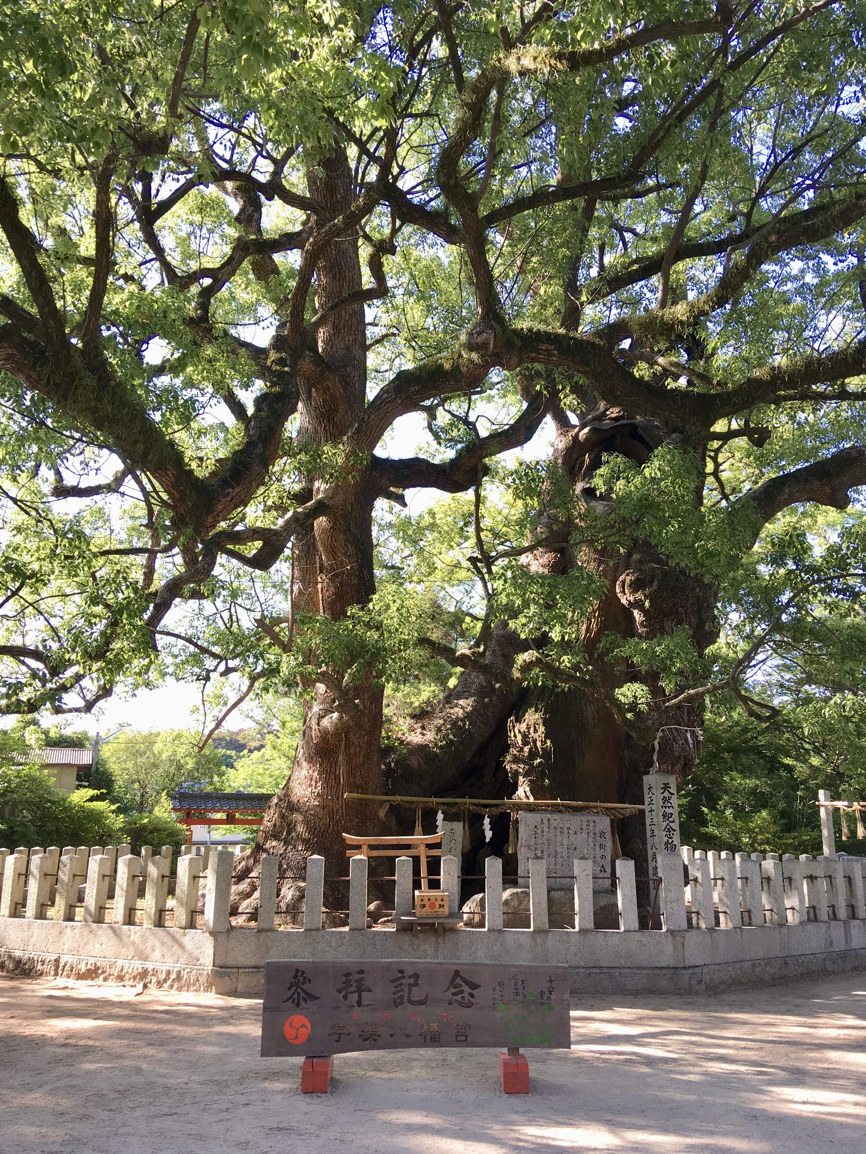 戌の日は福岡の宇美八幡宮で安産祈願をしよう 予約は必要 服装はどうする こたねこのおでかけ福岡